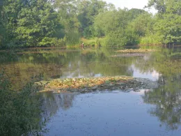 Viehdammteiche (Scheeßel)-3