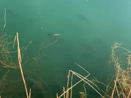 See 1 (FV Geislingen)-2