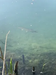 See 1 (FV Geislingen)-1