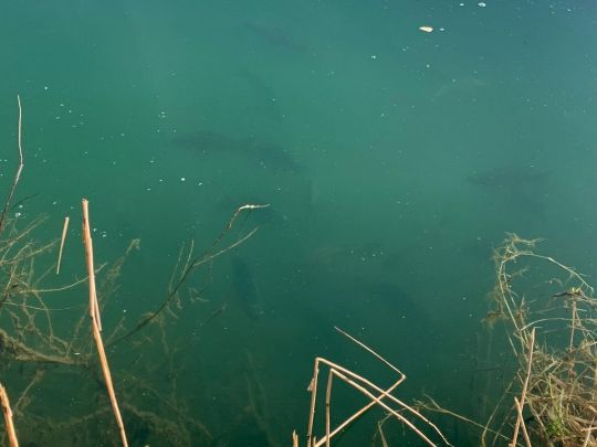 See 1 (FV Geislingen)