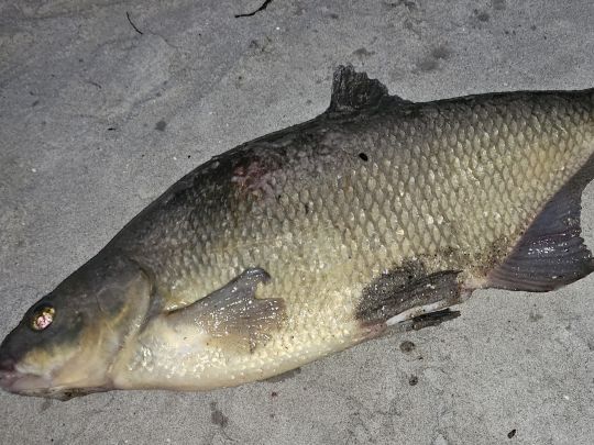 Ostsee (Prora)-3