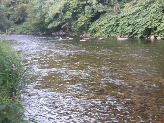 Wiese (Hausen im Wiesental)-2