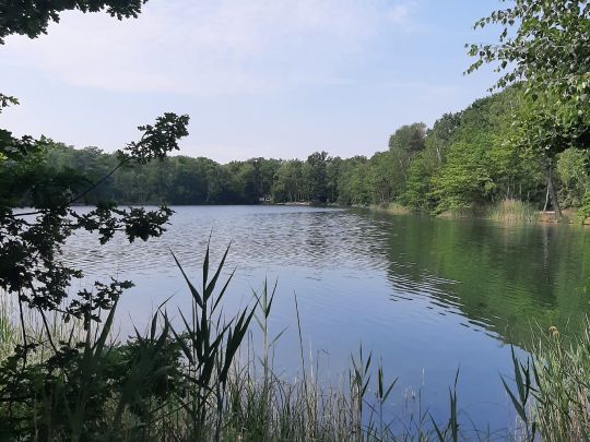 Horstteich (Bornsdorf)-4