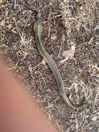 Horstteich (Bornsdorf)-1