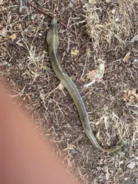 Horstteich (Bornsdorf)-1