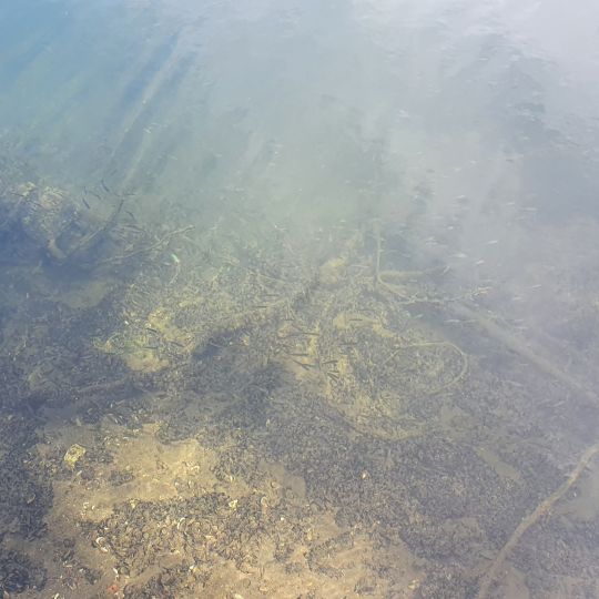 Domsee (Ratzeburg)-1