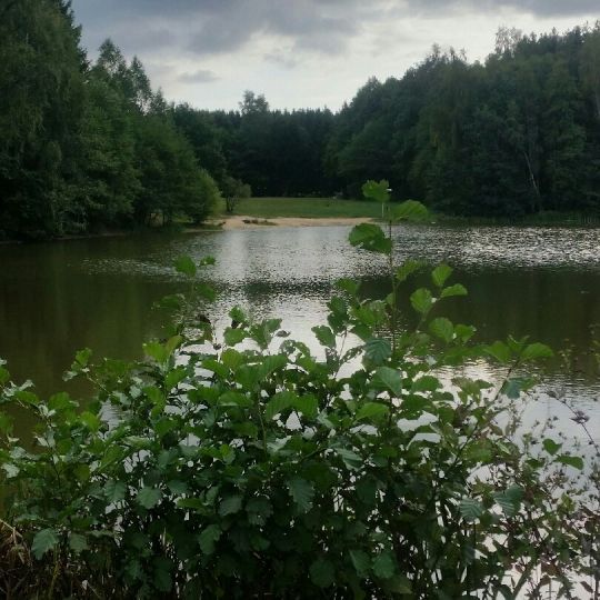 Mühlteich (Hauptmannsgrün) ALLE ANGELN