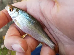 Stadtwaldweiher (Mönchengladbach)