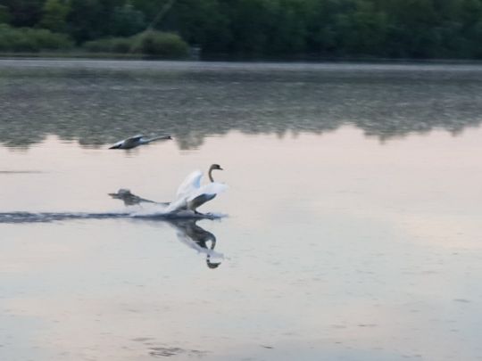 Fermasee (Rheinstetten) angeln