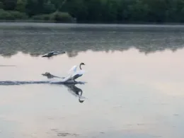 Fermasee (Rheinstetten)