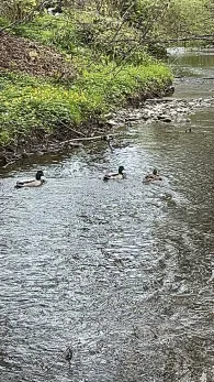 Nonnenbach (Kressbronn)-2