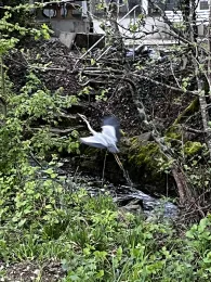 Nonnenbach (Kressbronn)-1