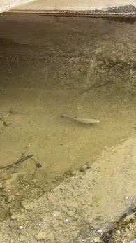 Nonnenbach (Kressbronn)