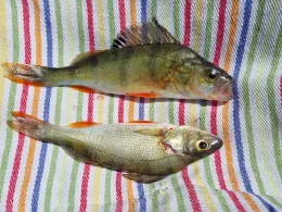 Rother Teich (Kiel-Mettenhof)-1