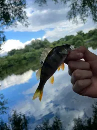 Rother Teich (Kiel-Mettenhof)