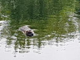 Großer Mühlteich (Schkopau)