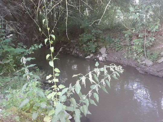 Mittlere Aurach (Erlangen)-0