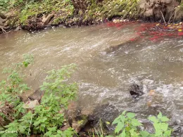 Mittlere Aurach (Erlangen)