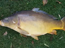 Plonnerweiher (Raisting)-0