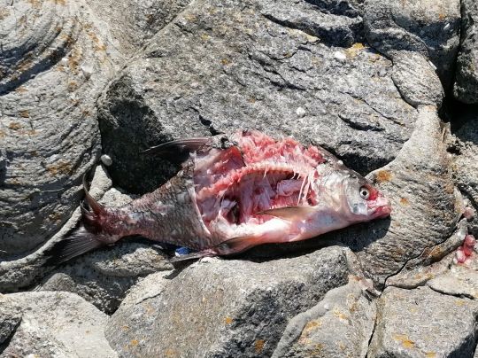 Jasmunder Bodden (Schleuse Lietzow)-1