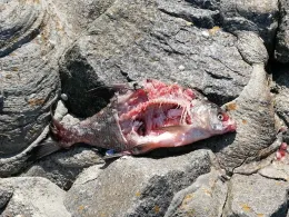 Jasmunder Bodden (Schleuse Lietzow)-1