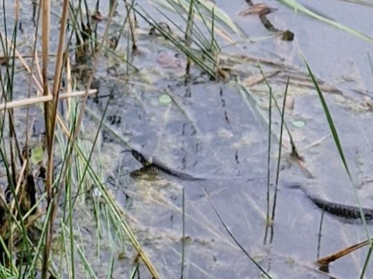 Nicolassee (Teupitz)-1