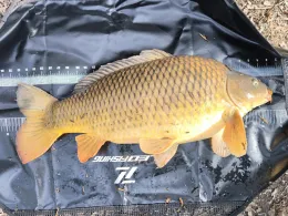 Modaustausee (Ober-Ramstadt)