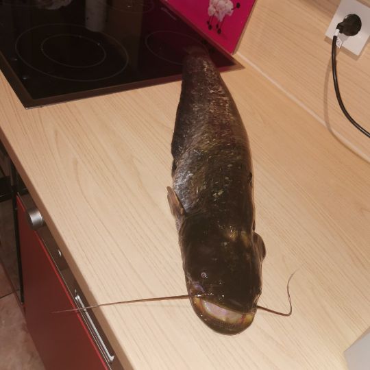 Masurensee (Duisburg)-1