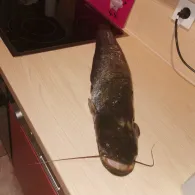 Masurensee (Duisburg)-1