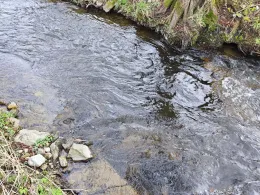 Waldnaab (Bärnau)-3