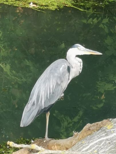 Wuhle (Berlin-Uhlenhorst)-3