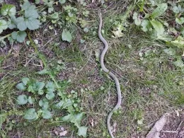 Nette (Ochtendung)-3