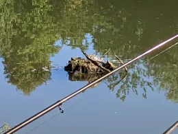 Neckar (Rottenburg am Neckar)-4