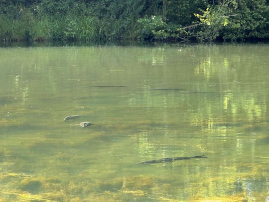 Vollmerteiche (Spenge)-1