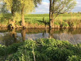 Zusam (Auchsesheim)-0