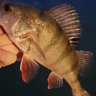 Mittellandkanal (Bad Essen)-4