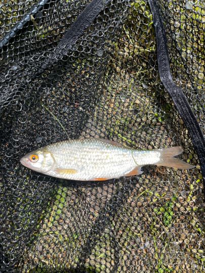 Mühlweiher (Rechenberg)-1