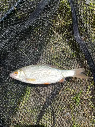 Mühlweiher (Rechenberg)-1