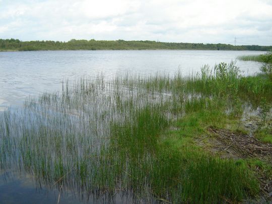 Byhleguhrer See-0