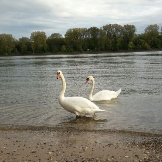 Rhein (Worms-Rheindürkheim)-4