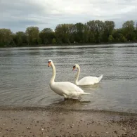 Rhein (Worms-Rheindürkheim)-4