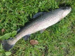 Angelsee Henjesweg-1