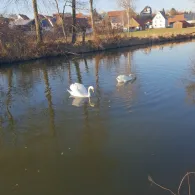 Schmutter (Batzenhofen)-4