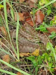 Freizeitseen Dießfurt-1