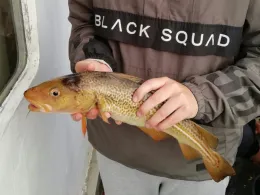 Ostsee (Fehmarn-Puttgarden)-2