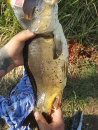 Schwarze Elster (Bad Liebenwerda)