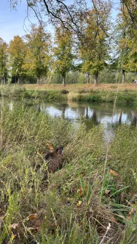 Schwarze Elster (Bad Liebenwerda)-2