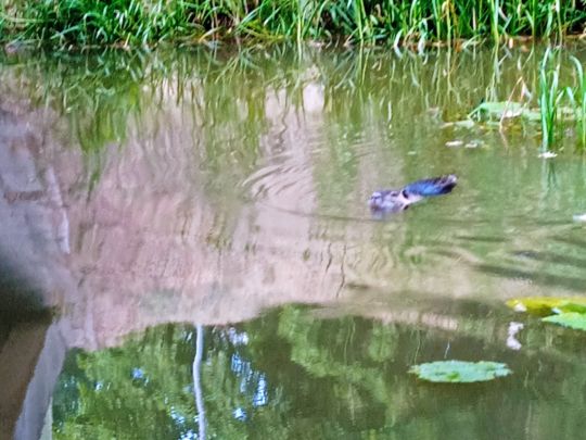 Pulsnitz (Elsterwerda)-3