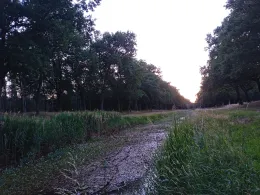 Pulsnitz (Elsterwerda)