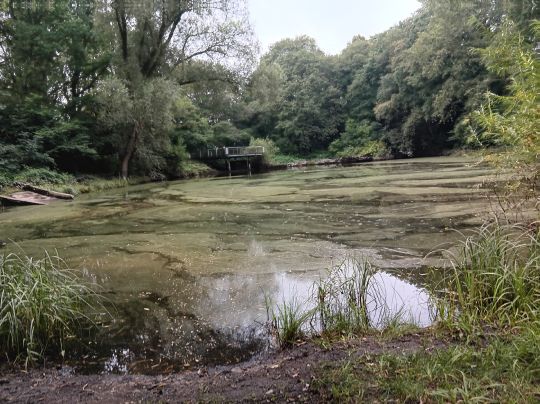 BSG-Teich (Gronau)-3